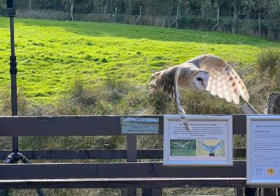 Kielder Water Bird Of Prey Centre