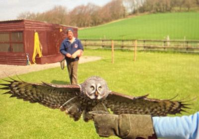 Mere Down Falconry