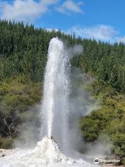 Lady Knox Geyser