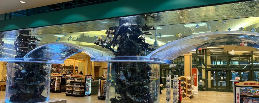 Scheels