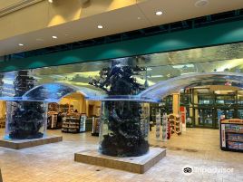 Scheels