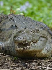 Croclandia & American Crocodile Sanctuary