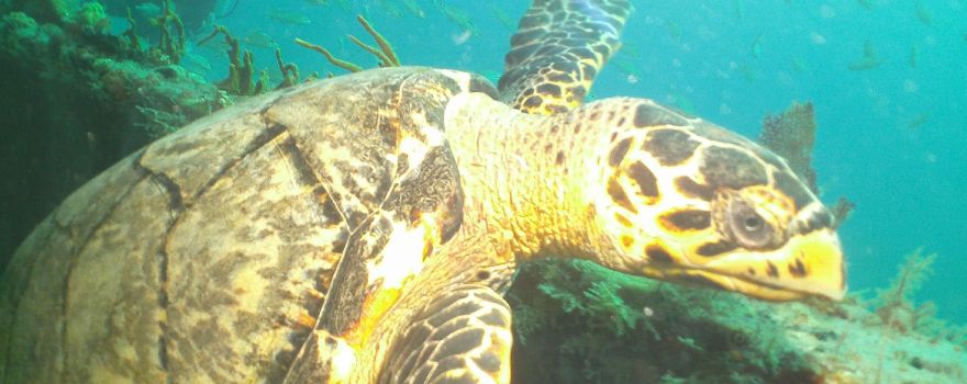Pro Divers St Kitts
