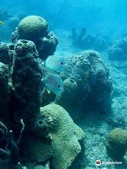 Bas Harts Diving Curacao