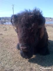 Minnedosa Bison Park