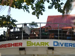 Thresher Shark Divers