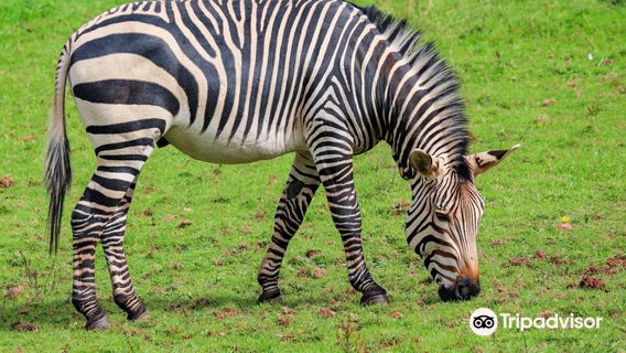 Paignton Zoo Environmental Park