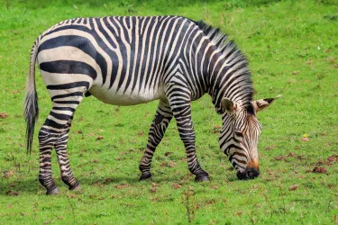 zoo di Paignton