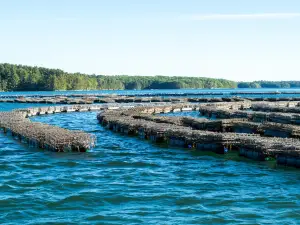 Damariscotta River Cruises