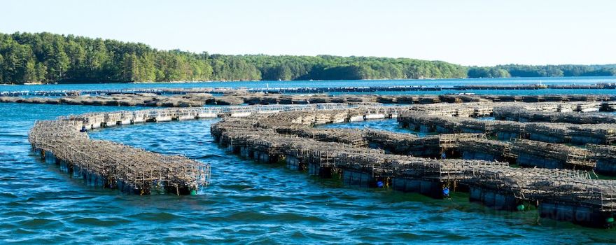 Damariscotta