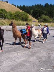 Kaikoura Llama Trekking