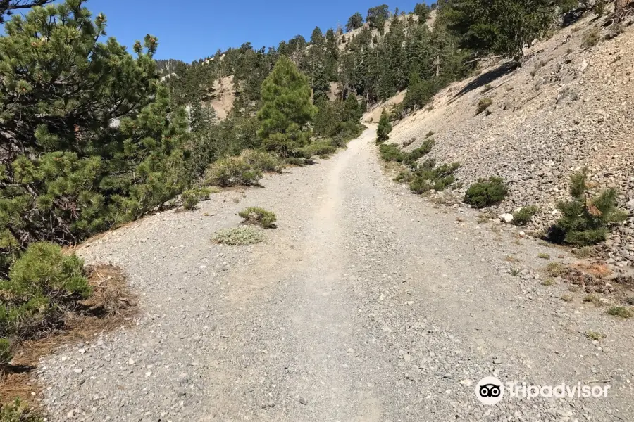 Bristlecone Trail