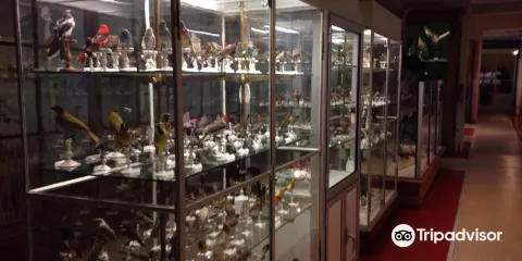 Le Musee d'Histoire Naturelle Victor Brun