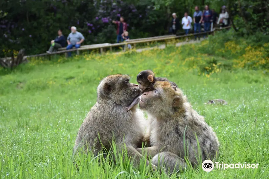 Trentham Monkey Forest