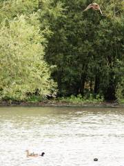 Denaby Ings Nature Reserve