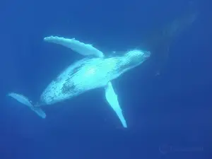 Whales in the Wild