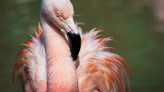 休士頓動物園