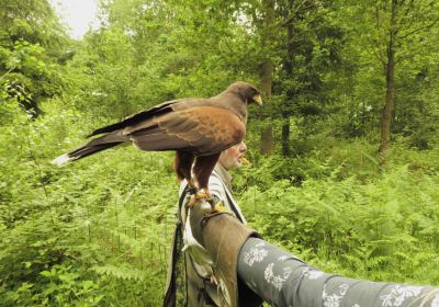 Battlefield Bird of Prey Centre formerly Battlefield Falconry Centre