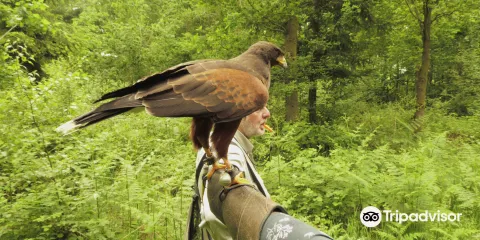 Battlefield Falconry Centre