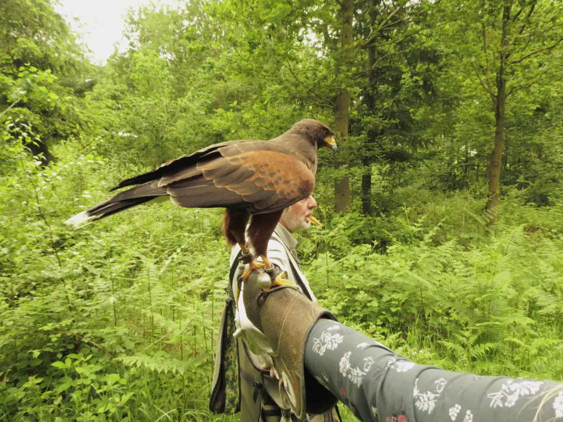 Отели рядом с достопримечательностью «Battlefield Falconry Centre»