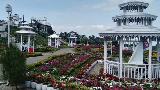 Celosia Flower Garden