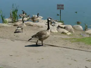 Saskatoon Forestry Farm Park & Zoo