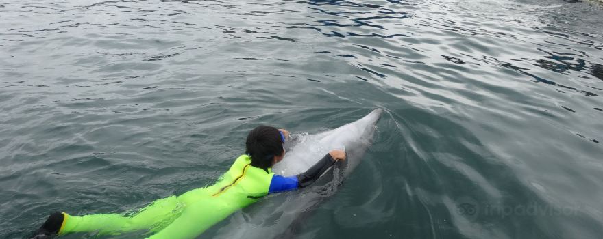 Dolphin Base