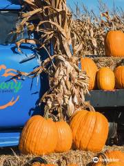 Colony Pumpkin Patch