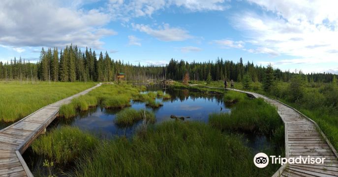 Beaver Boardwalk