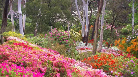 Campbell Rhododendron Gardens