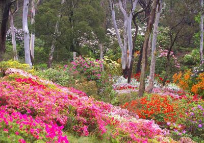 Campbell Rhododendron Gardens