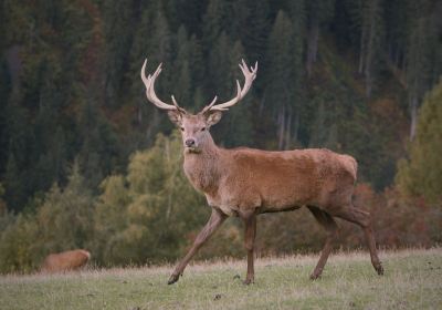 Wildpark Aurach