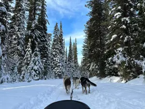 Dog Sled Adventures