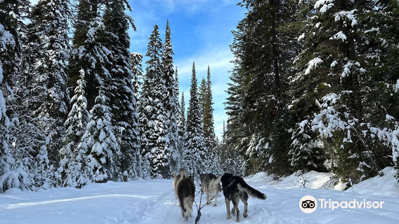 Dog Sled Adventures