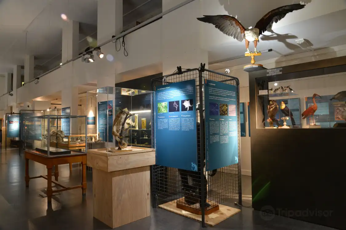 Hotel dekat Aquarium et Musee de Zoologie (Aquarium and Zoological Museum)