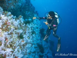 Taveuni Ocean Sports