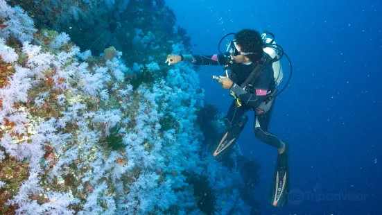 Taveuni Ocean Sports