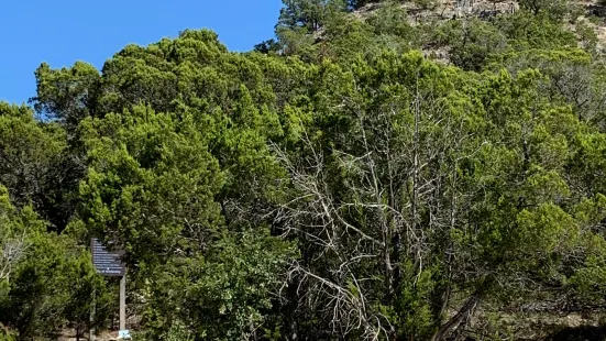 Old Baldy