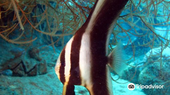 BLUE WAVE DIVING by FOREVER DIVE