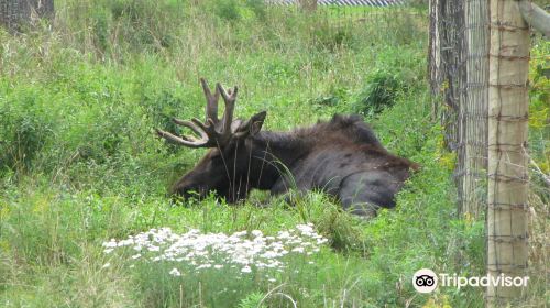 Shubenacadie Provincial Wildlife Park