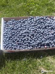 Up North Blueberry Farm