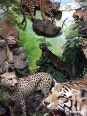 Rahmat International Wildlife Museum & Gallery