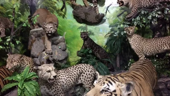 Rahmat International Wildlife Museum & Gallery