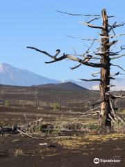 Dead Forest