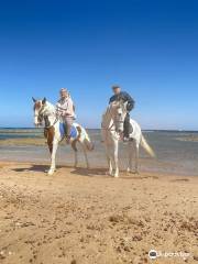 Sahara Stables Sharm