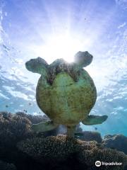 Ningaloo Marine Interactions