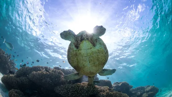 Ningaloo Marine Interactions