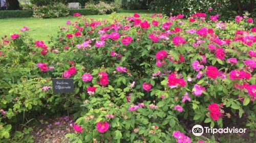 The Rose Garden of Provins