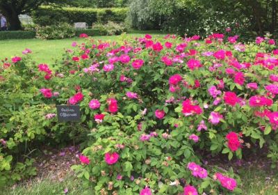 The Rose Garden of Provins
