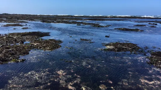 J V Fitzgerald Marine Reserve